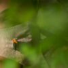 Woody bird series- Red-bellied woodpecker