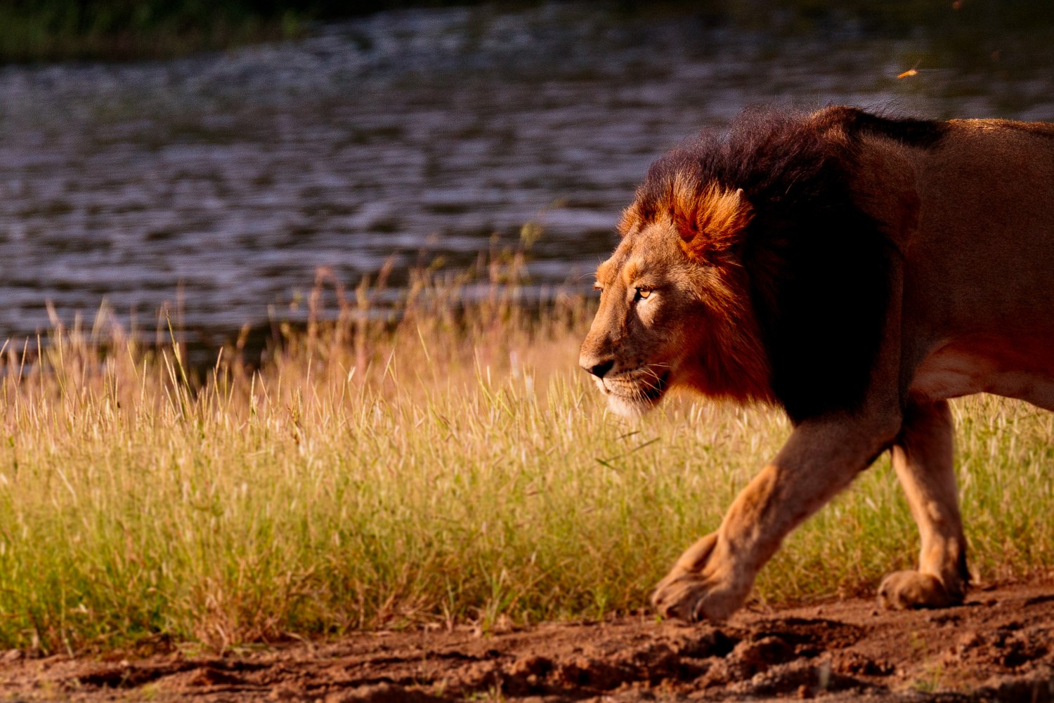 Asiatic Lion - Gir - Sasan Gir - devaliya safari - jungle safari Desert fox - - wildlife and nature - WIldstep India - nature store- photography trip in india