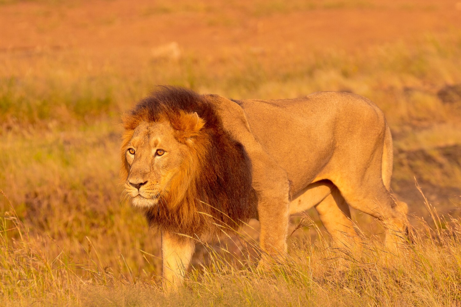 Asiatic Lion - Gir - Sasan Gir - devaliya safari - jungle safari Desert fox - - wildlife and nature - WIldstep India - nature store- photography trip in india