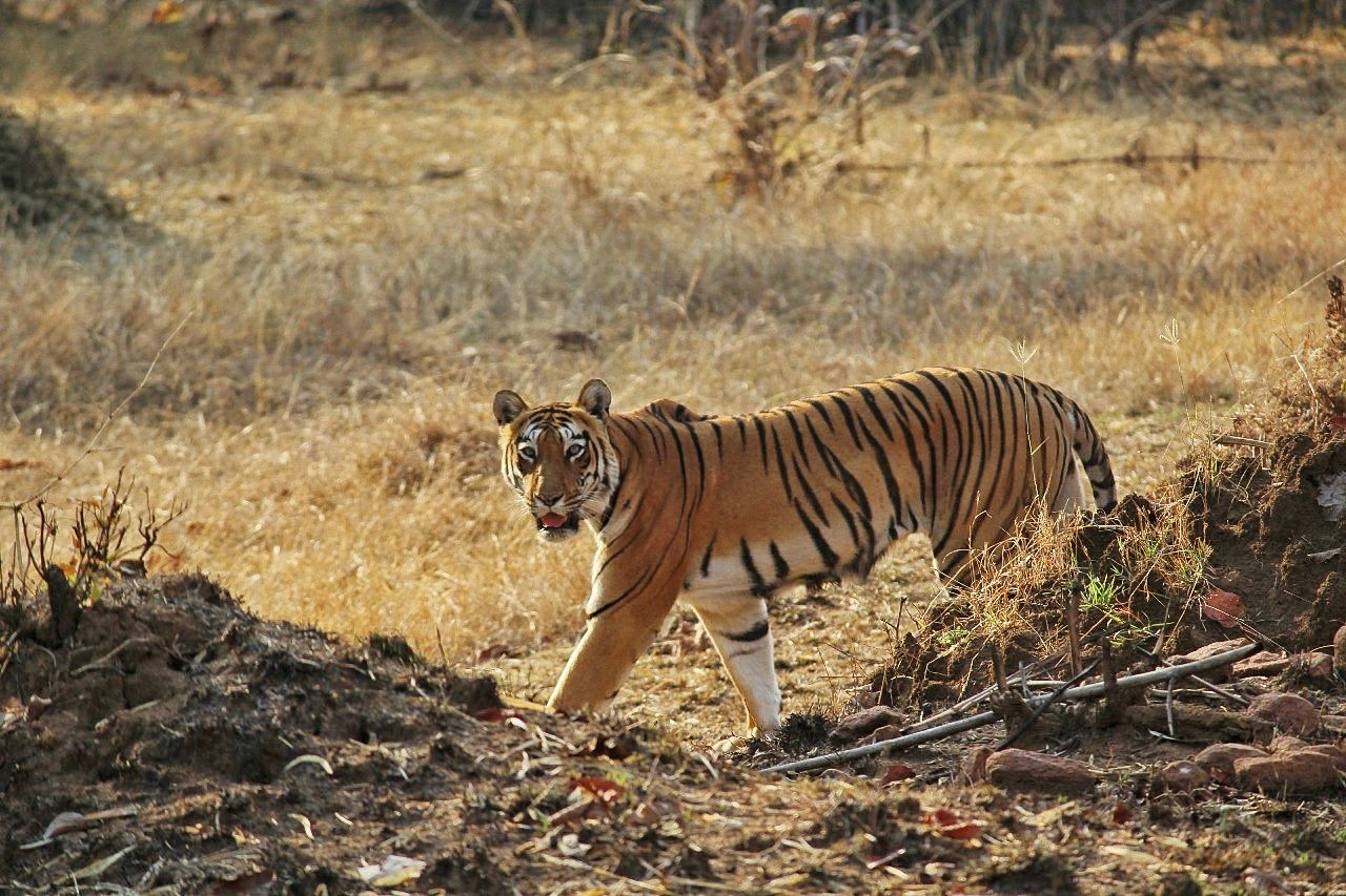 Tadoba tiger reserve and tiger safari with wildstep india tadoba pench kanha ranthombore