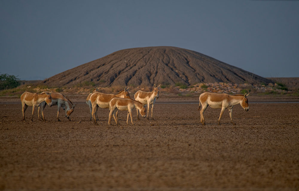 Wild Ass Sanctuary merlin_Little_runn_of_kutch_wildstep_India_trip_wildlife_safari