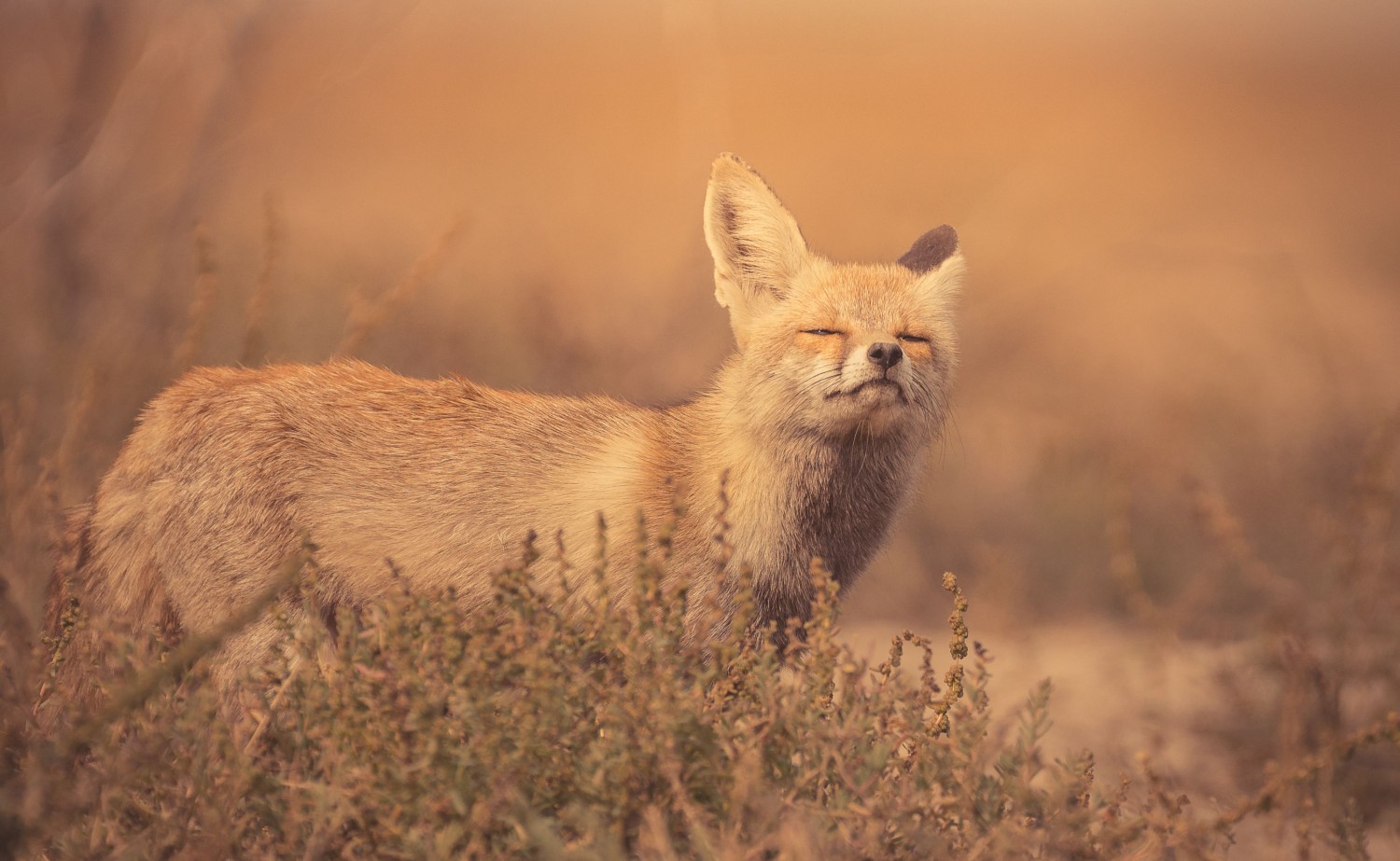 Desert fox - LRK - little runn of kutch - wildlife and nature - WIldstep India - nature store- photography trip in india