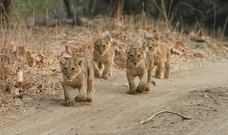 devaliya safari park - Wildlife - safari - wildstep India - Nature - booking - Gir - Sasan Gir with wildstep India- Jaidevsinh Rathod - Gir Lion cubs