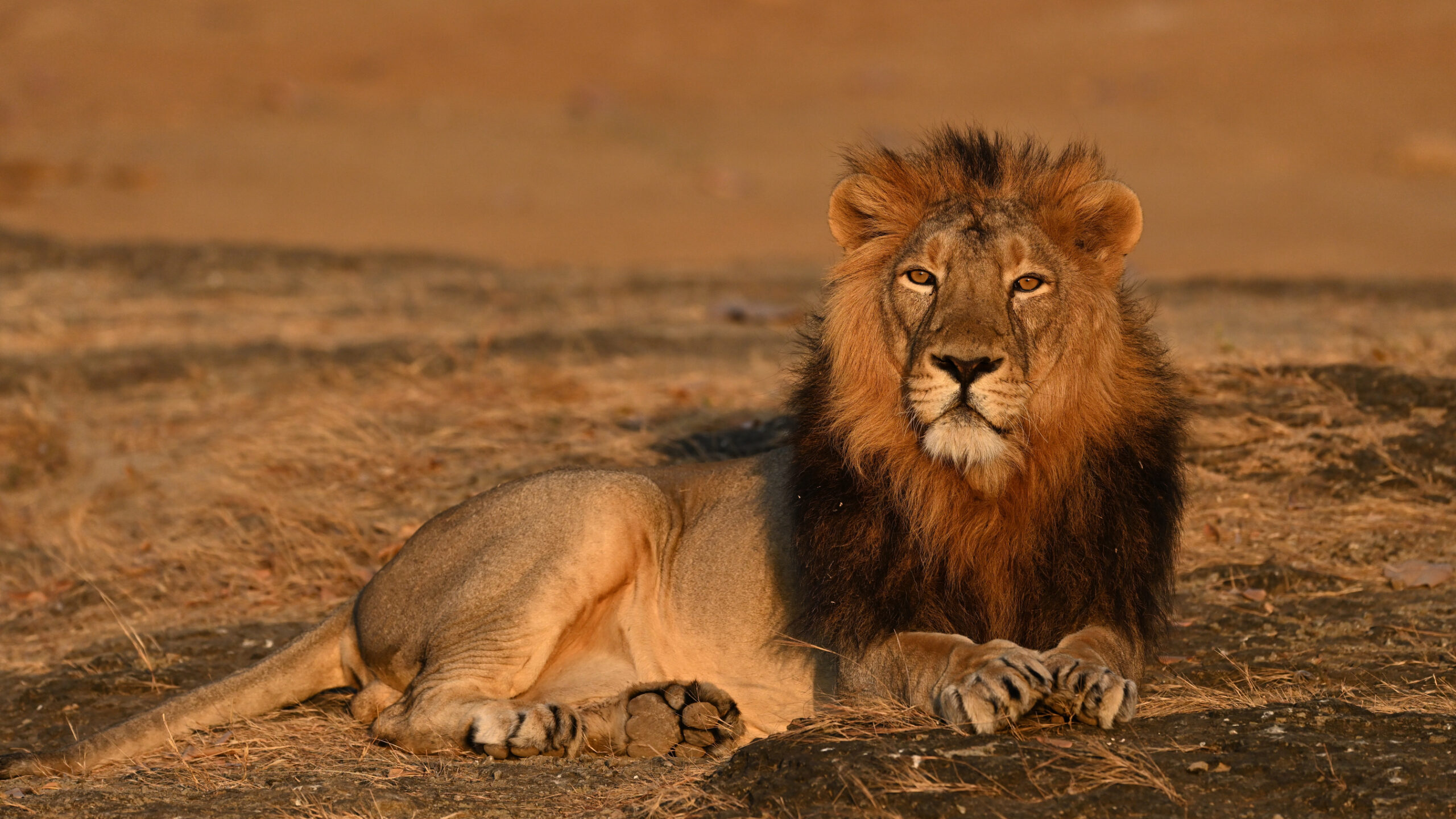 Asiatic Lion - Gir - Sasan Gir - devaliya safari - jungle safari Desert fox - - wildlife and nature - WIldstep India - nature store- photography trip in india