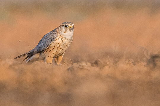 merlin_Little_runn_of_kutch_wildstep_India_trip_wildlife_safari