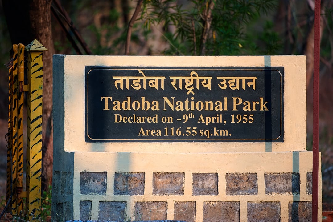 Tadoba tiger reserve and tiger safari with wildstep india tadoba pench kanha ranthombore
