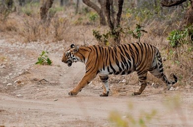 Tadoba tiger reserve and tiger safari with wildstep india tadoba pench kanha ranthombore