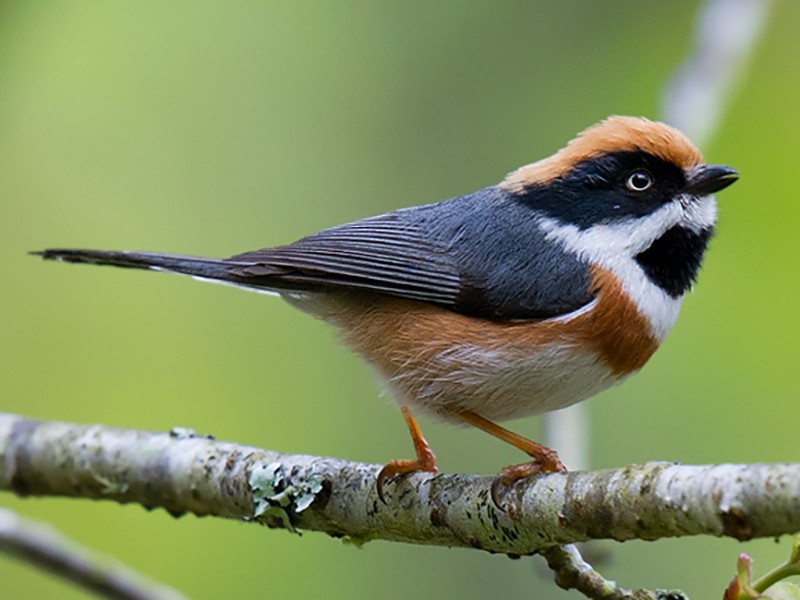 Black-throated Bushtit_wildstep_India_trip_sattal_chopta_manila_birding_trip