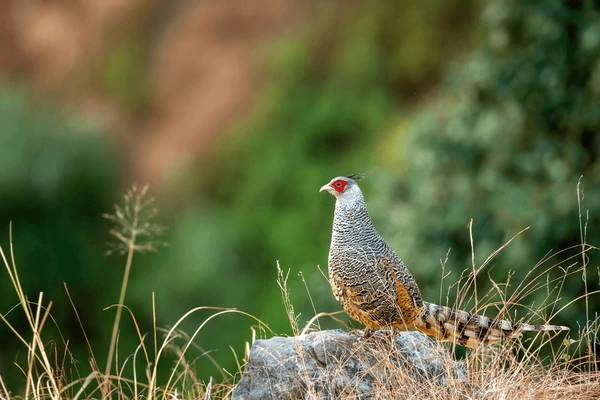 Cheer Pheasant_wildstep_India_trip_sattal_chopta_manila_birding_trip1