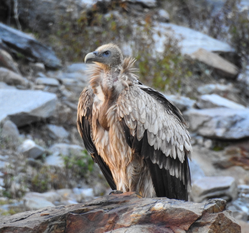 Himalayan Griffon (Himalayan Vulture)_ladakh_birding_trip_wildstep_India_trip_wildlife_birding_tour