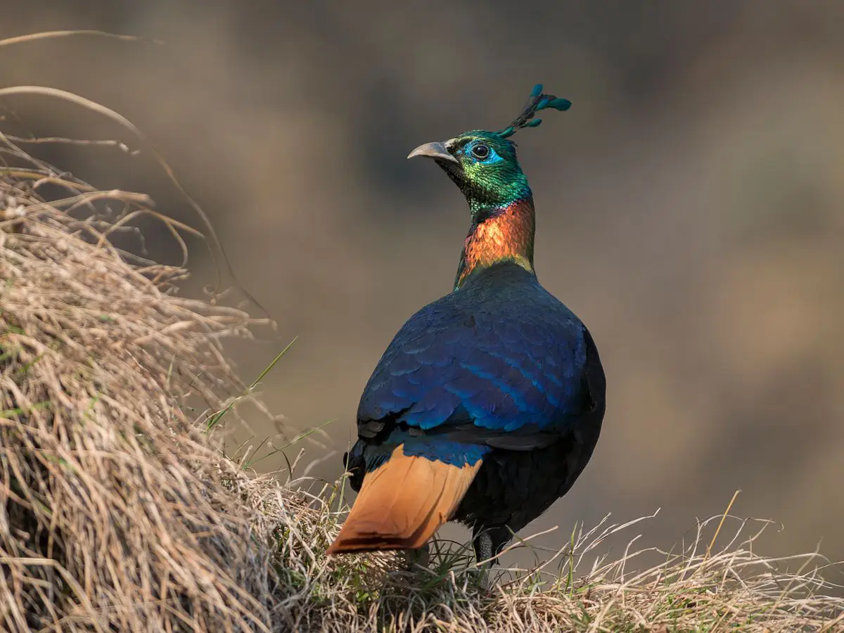 Himalayan_monal_wildstep_India_trip_sattal_chopta_manila_birding_trip