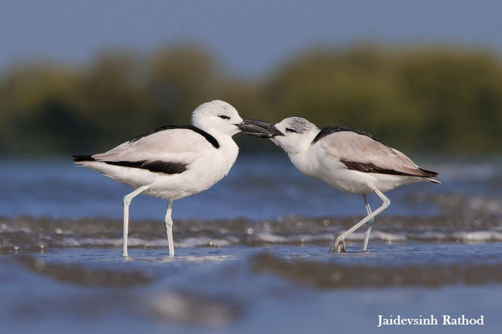 Narara_Sea_Bed_during_Low_Tide_of_Narara_Marine_National_Park_wildstep_India_trip_marine_crab_plover_Jaidevsinh_rathodjpg