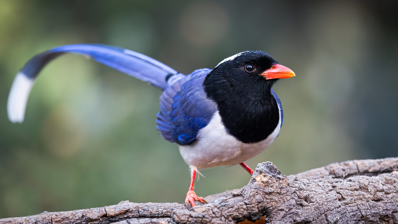 Red Billed Blue Magpie_wildstep_India_trip_sattal_chopta_manila_birding_trip