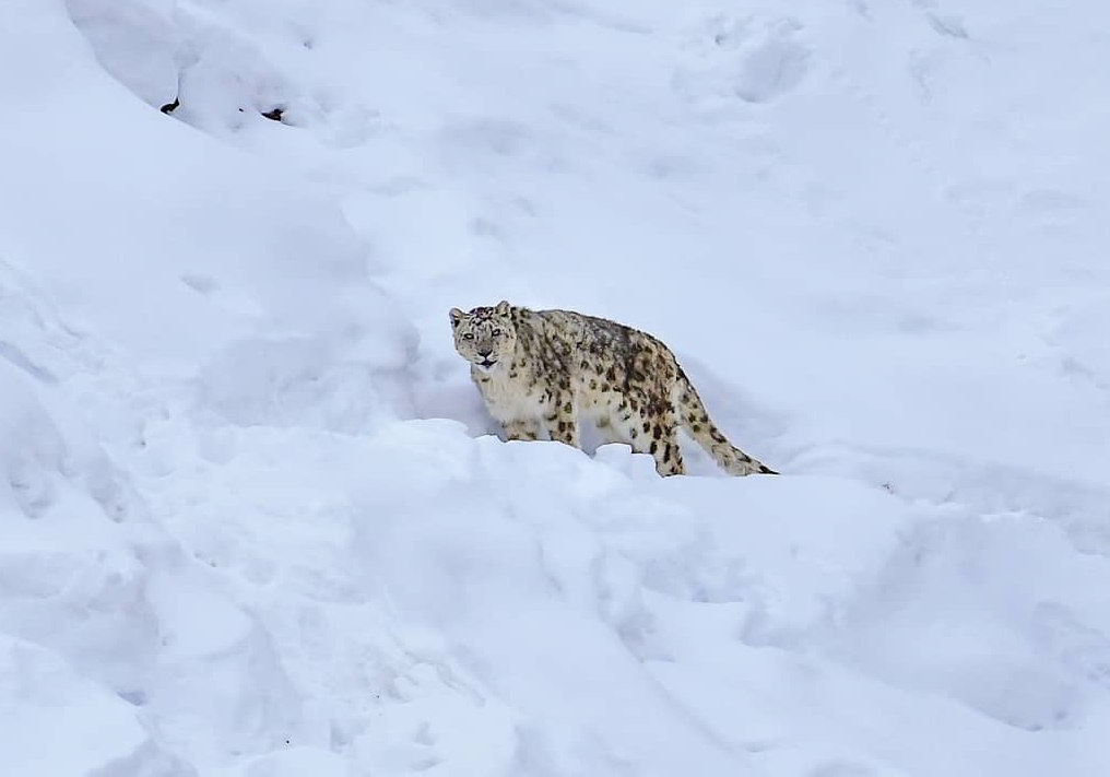 Snow-Leopard-in-Spiti-Valley_wildstep_india_trip_himalayan_wildlife_ibex_red_fox1