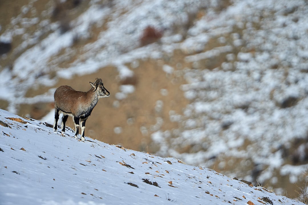 Snow-Leopard-in-Spiti-Valley_wildstep_india_trip_himalayan_wildlife_ibex_red_fox_kibber_WIldstep_India