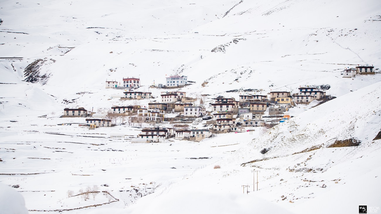 Snow-Leopard-in-Spiti-Valley_wildstep_india_trip_himalayan_wildlife_ibex_red_fox_kibber