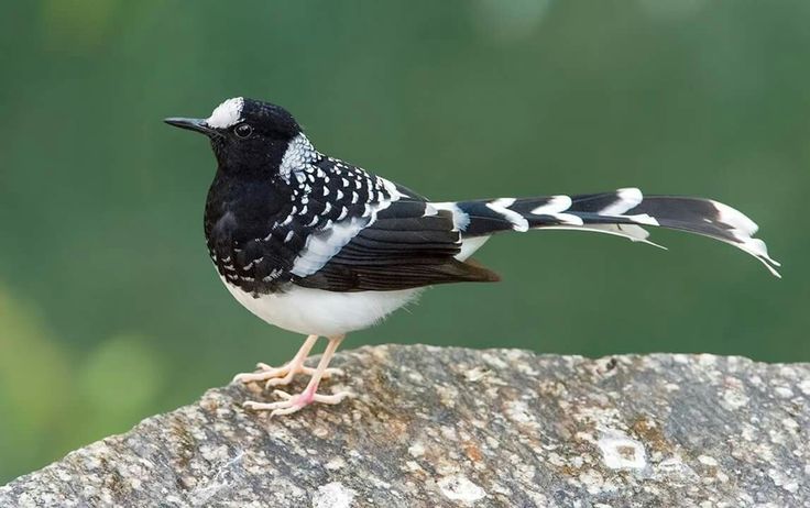 Spotted Forktail_wildstep_India_trip_sattal_chopta_manila_birding_trip