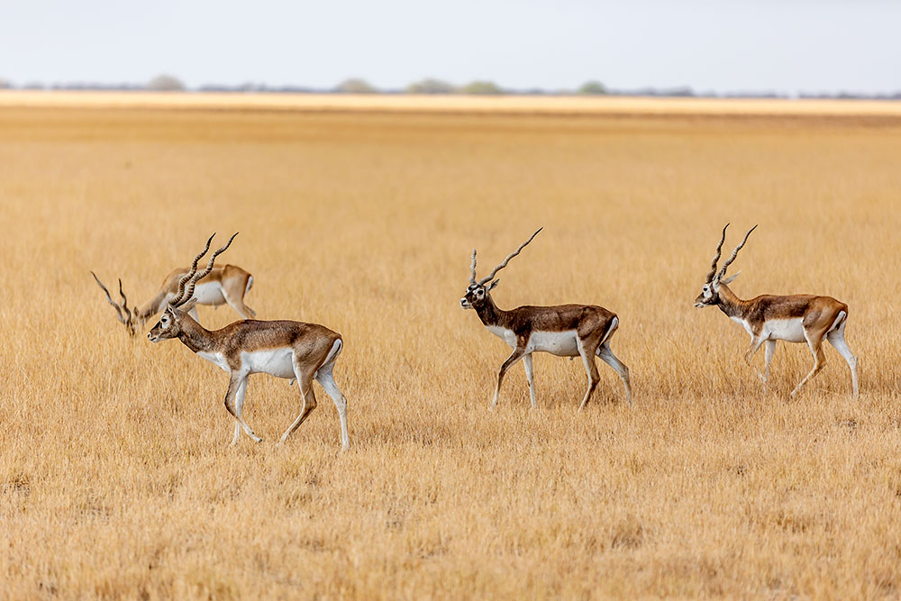 Velavadar Blackbuck National Park _ wildstep_India_blackbuck_safari_grassland_forest_raptors_wolf