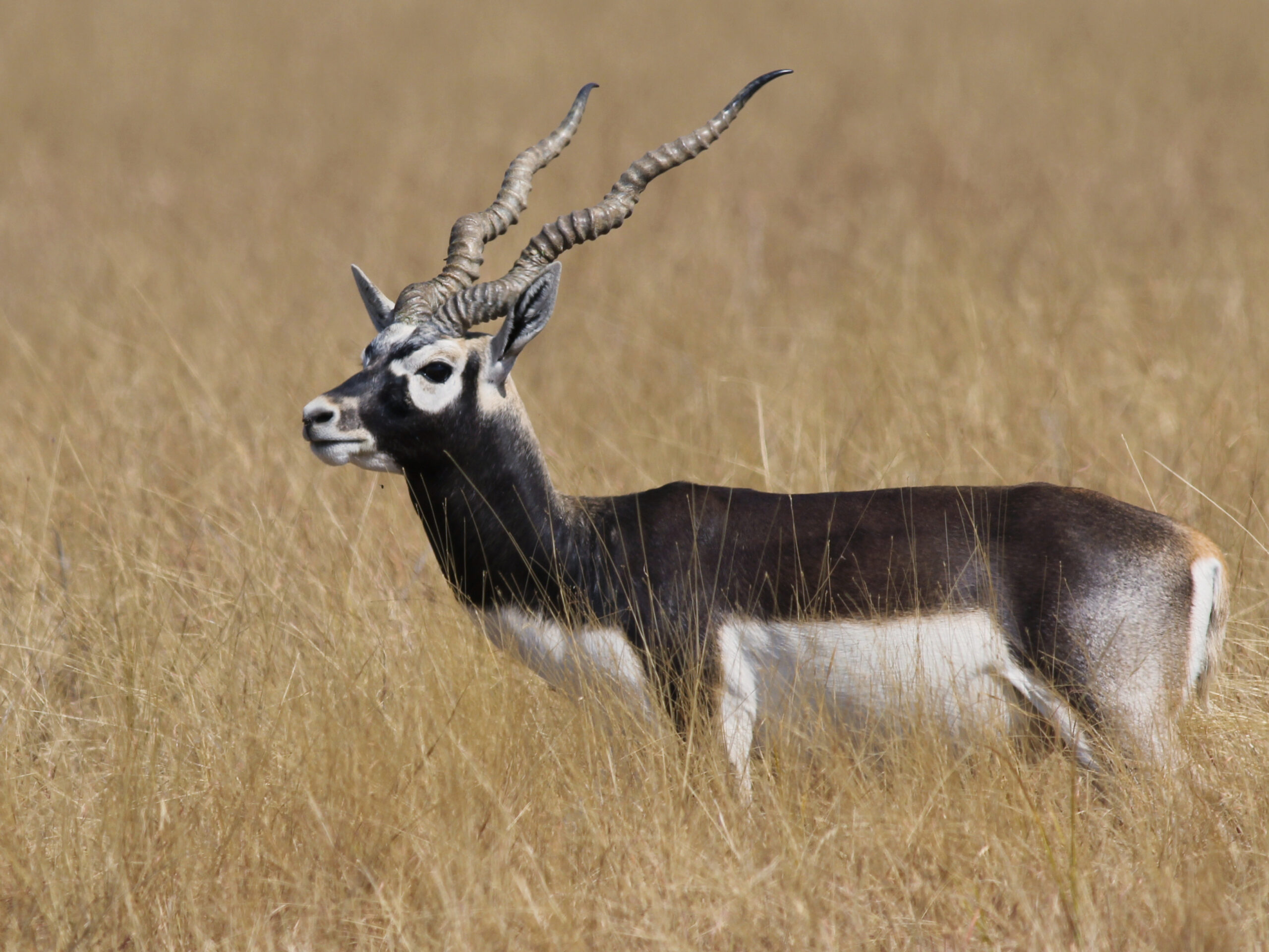 Velavadar Blackbuck National Park _ wildstep_India_blackbuck_safari_grassland_forest_raptors_wolf