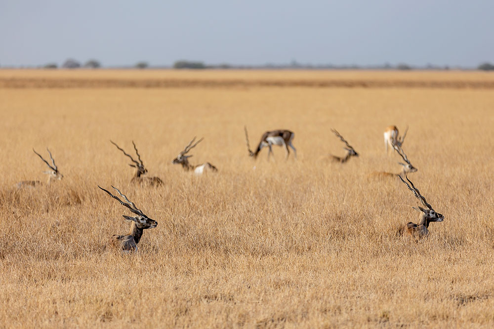 Velavadar Blackbuck National Park _ wildstep_India_blackbuck_safari_grassland_forest_raptors_wolf