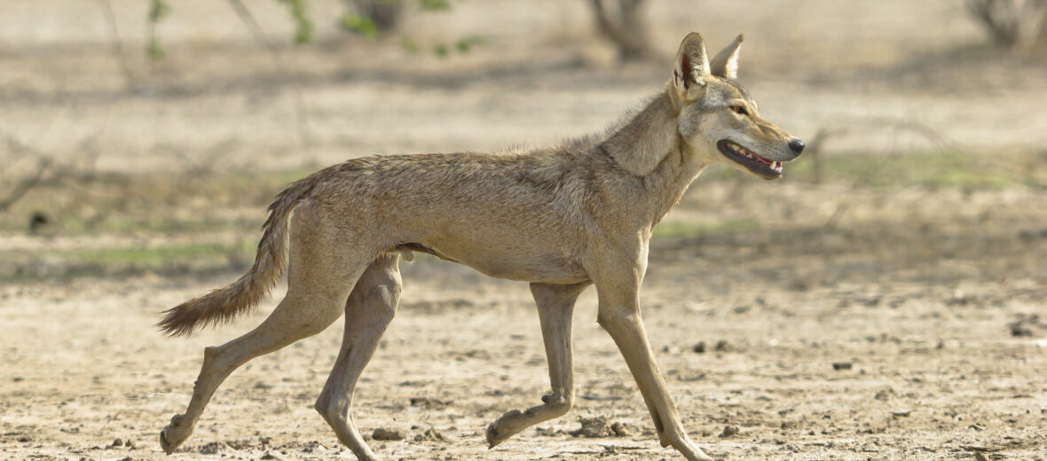 Velavadar Blackbuck National Park _ wildstep_India_blackbuck_safari_grassland_forest_raptors_wolf