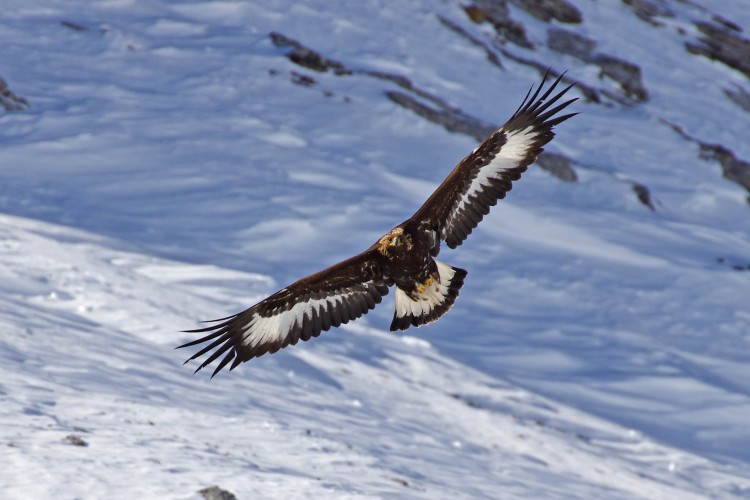 golden_eagle_birding_trip_wildstep_India_trip_wildlife_birding_tour