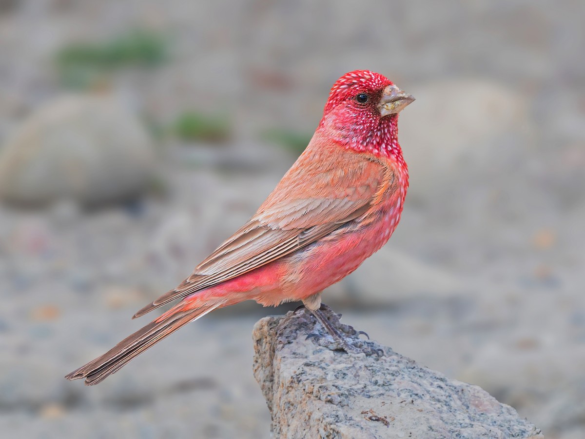 great_rosefinch_ladakh_birding_trip_wildstep_India_trip_wildlife_birding_tour