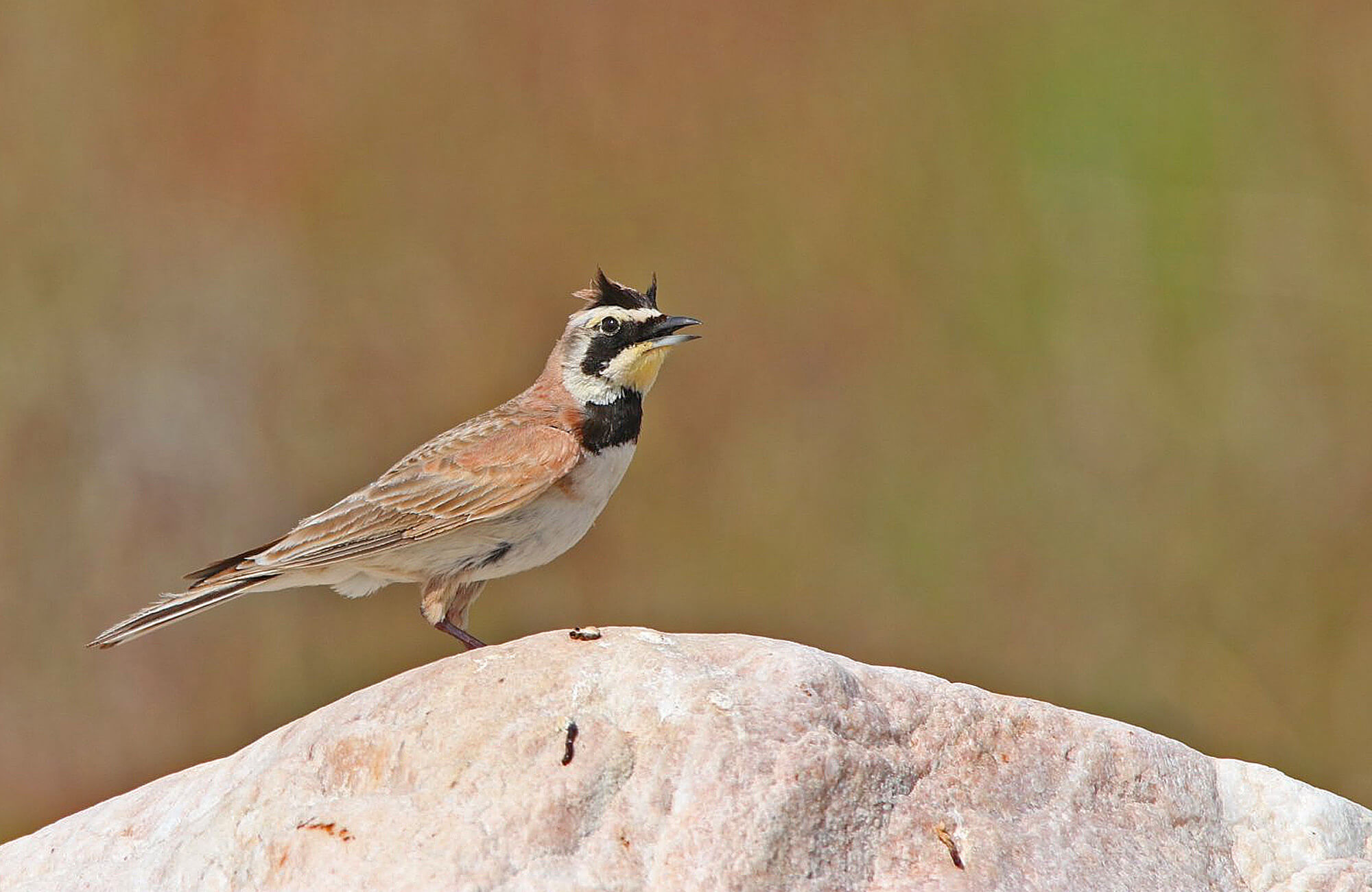 horned lark_ladakh_birding_trip_wildstep_India_trip_wildlife_birding_tour