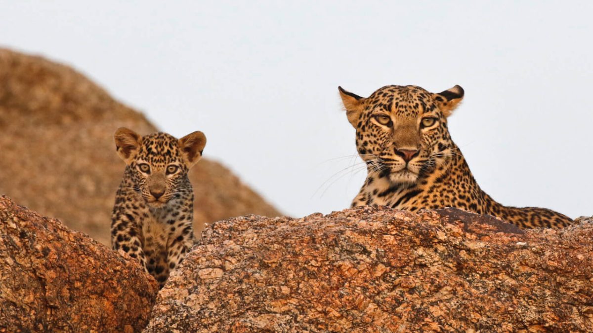 jawai_leopard_safari_wildstep_india_trip_best_in_india_rajasthan_wildlife_tourism10