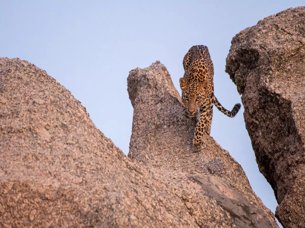 jawai_leopard_safari_wildstep_india_trip_best_in_india_rajasthan_wildlife_tourism10