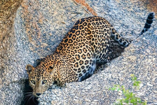 jawai_leopard_safari_wildstep_india_trip_best_in_india_rajasthan_wildlife_tourism4