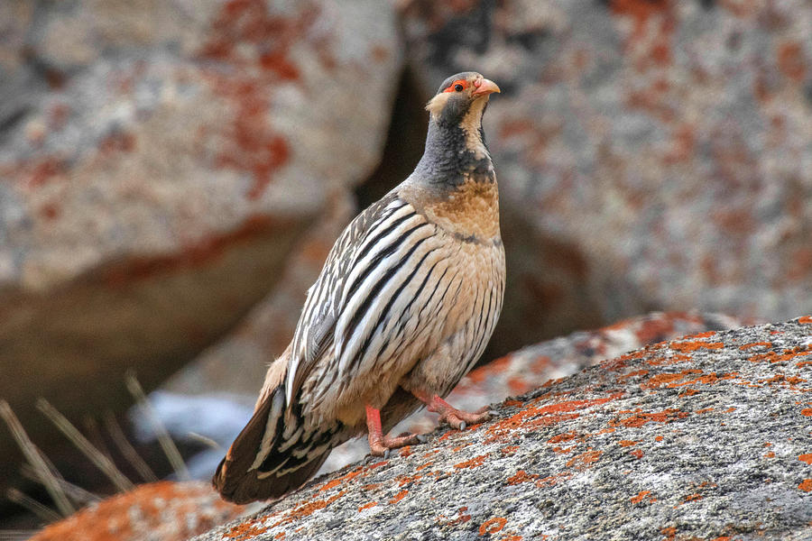 snowfinch-tibetian_ladakh_birding_trip_wildstep_India_trip_wildlife_birding_tour