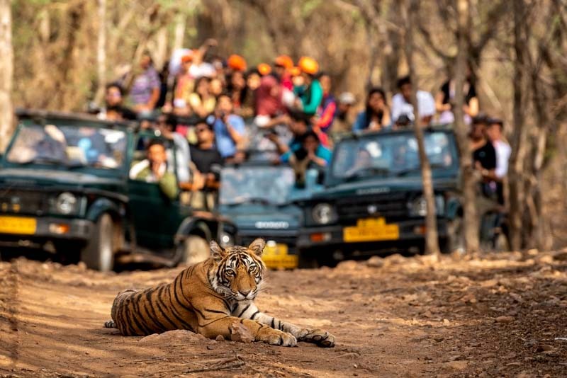 Ranthambore-National-Park-Safari, Wildstep India trip - Bengal tigers-Bandhavgarh- Knaha - pench - ranthombore - tadoba
