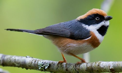 Black-throated Bushtit_wildstep_India_trip_sattal_chopta_manila_birding_trip