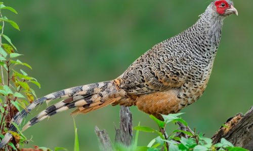 Cheer Pheasant_wildstep_India_trip_sattal_chopta_manila_birding_trip