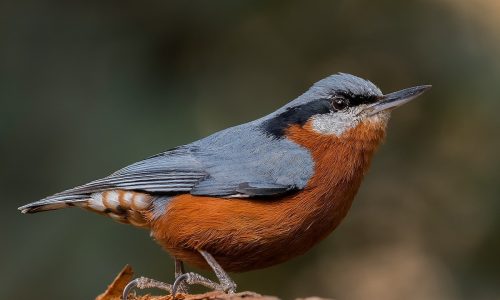 Chestnut-bellied Nuthatch_wildstep_India_trip_sattal_chopta_manila_birding_trip