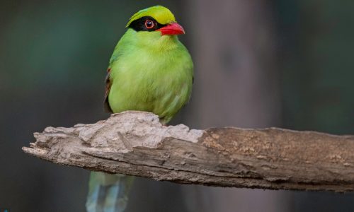 Common green magpie_wildstep_India_trip_sattal_chopta_manila_birding_trip