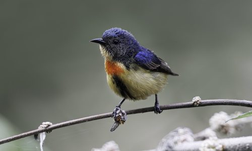 Fire breasted Flowerpecker_wildstep_India_trip_sattal_chopta_manila_birding_trip