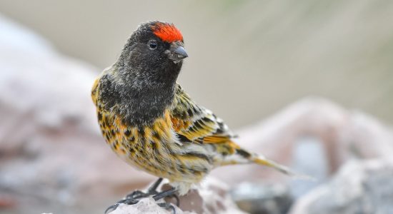 Fire-fronted Serin_himalayan-weasel_ladakh_birding_trip_wildstep_India_trip_wildlife_birding_tour