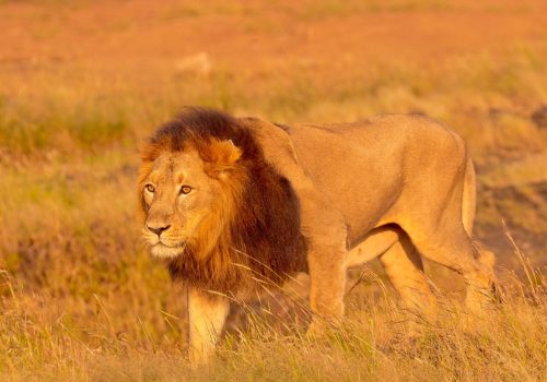 Asiatic Lion - Gir - Sasan Gir - devaliya safari - jungle safari Desert fox - - wildlife and nature - WIldstep India - nature store- photography trip in india
