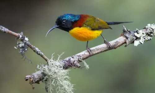 Green-tailed Sunbird_wildstep_India_trip_sattal_chopta_manila_birding_trip