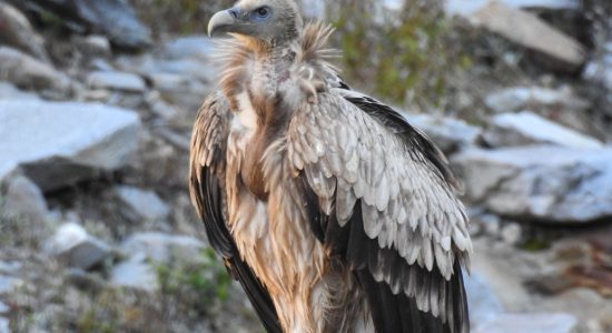 Himalayan Griffon (Himalayan Vulture)_ladakh_birding_trip_wildstep_India_trip_wildlife_birding_tour