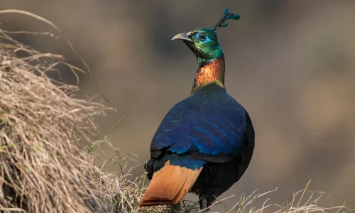 Himalayan_monal_wildstep_India_trip_sattal_chopta_manila_birding_trip