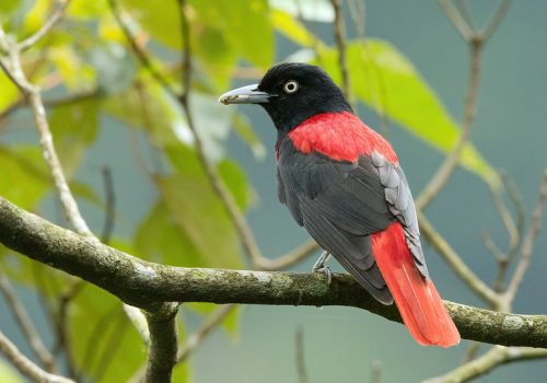 Maroon Oriole_wildstep_India_trip_sattal_chopta_manila_birding_trip