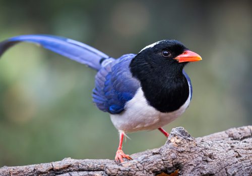 Red Billed Blue Magpie_wildstep_India_trip_sattal_chopta_manila_birding_trip
