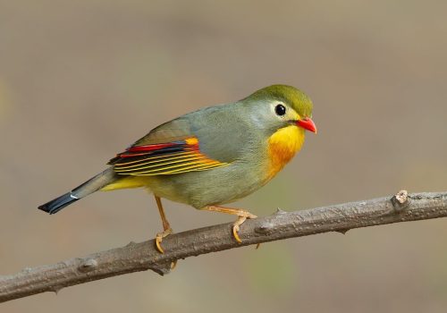 Red-billed Leiothrix_wildstep_India_trip_sattal_chopta_manila_birding_trip