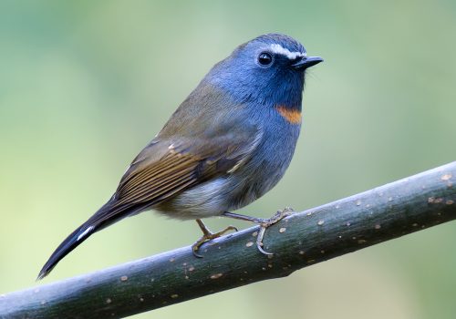 Rufous Gorgeted Flycatcher_wildstep_India_trip_sattal_chopta_manila_birding_trip