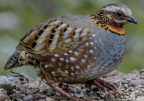 Rufous-throated Partridge_wildstep_India_trip_sattal_chopta_manila_birding_trip