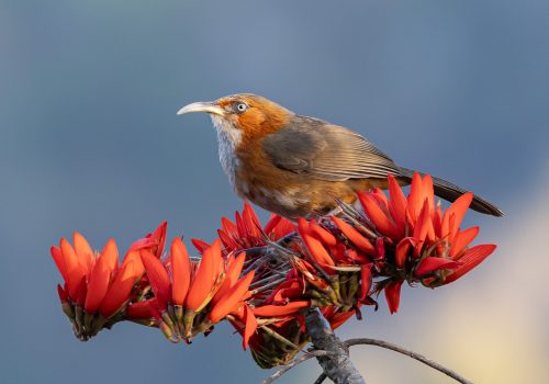 Rusty-cheeked Scimitar Babbler_wildstep_India_trip_sattal_chopta_manila_birding_trip