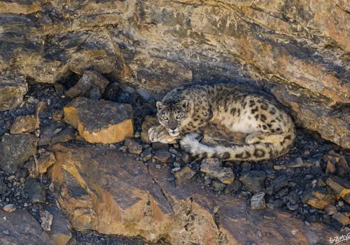 Snow-Leopard-in-Spiti-Valley_wildstep_india_trip_himalayan_wildlife_ibex_red_fox